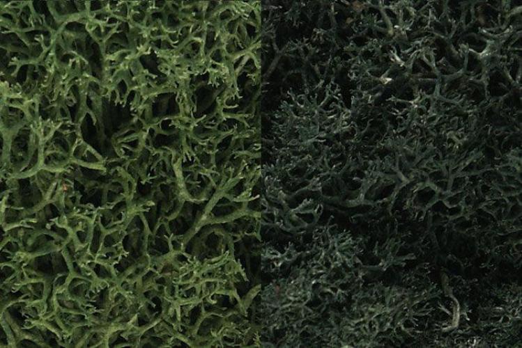 Woodland Scenics L168 N/HO Lichen DarkGreen Mix 3 Quarts Train Scenery - PowerHobby