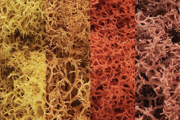 Woodland Scenics L165 N/HO LichenAutumn Mix 1.5 Quarts Train Scenery - PowerHobby